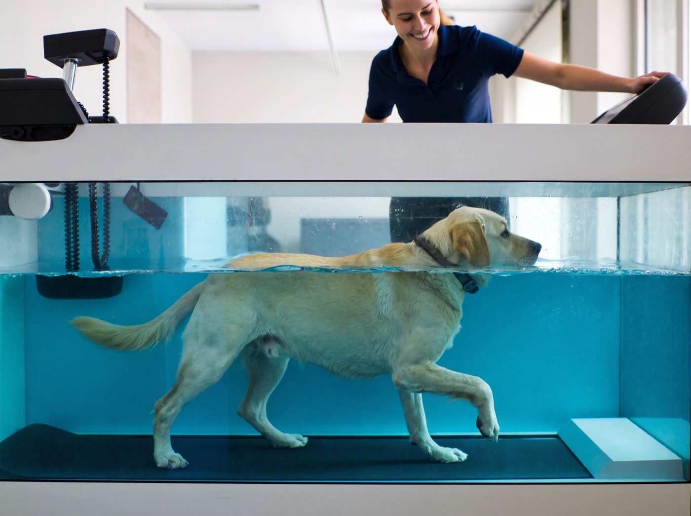 Labrador läuft im Unterwasserlaufband, das Wasser reicht bis zur Brust, eine Therapeutin schaut lächelnd zu
